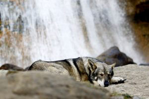 Diurach, chien-loup de saarloos, pendant notre road-trip, au pied d'une cascade dans les pyrénées espagnoles