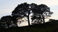 La silhouette des pins calédoniens, paysages écossais à Loch Affric