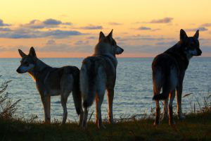 Trois chiens-loups sur les rives de la mer baltique, élevage MND, road-trip, voyage autour de l'Europe