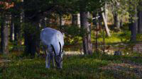 Jeune renne en Finlande, rencontré pendant notre voyage