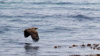 Rencontre avec un pygargue ou aigle pêcheur près du Cap Nord, en Norvège lors de notre road-trip