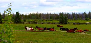 les chevaux du teepee heart ranch